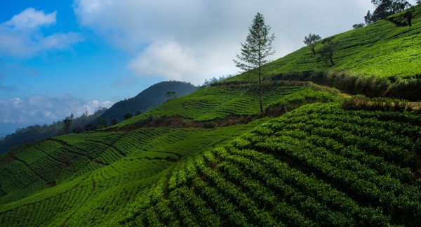 Day Day 02 –  Yalpanam(Jaffna) → Trincomalee - 