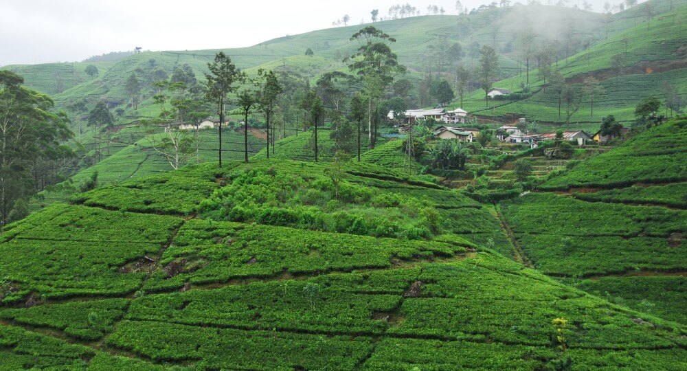 Best of Sri Lanka Group Departure ex Chennai - Image 2